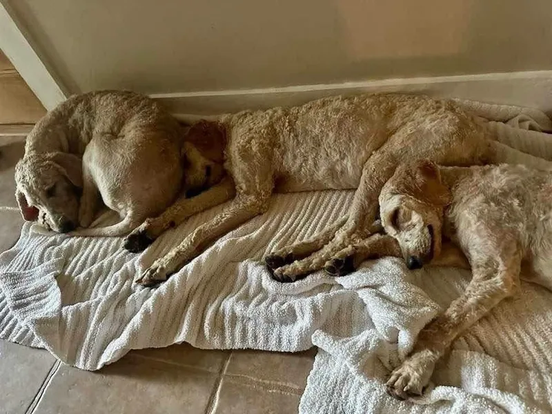 An adult large-sized female White / Cream Goldendoodle dog named Goldie for adoption in Troy, AL
