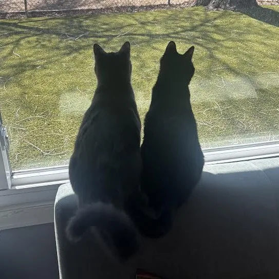 Billy Brogan Felv+ thumbnail 3