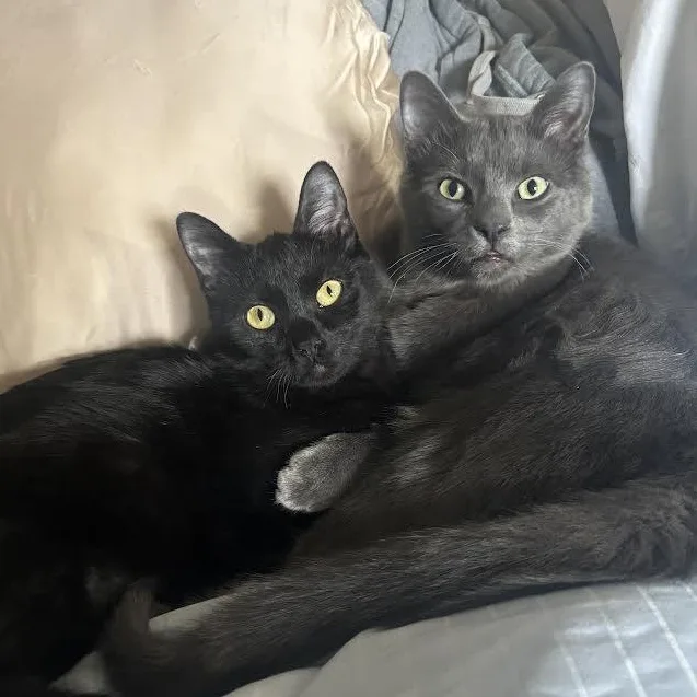 Billy Brogan Felv+ thumbnail 5