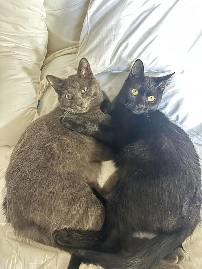 Billy Brogan Felv+ thumbnail 6