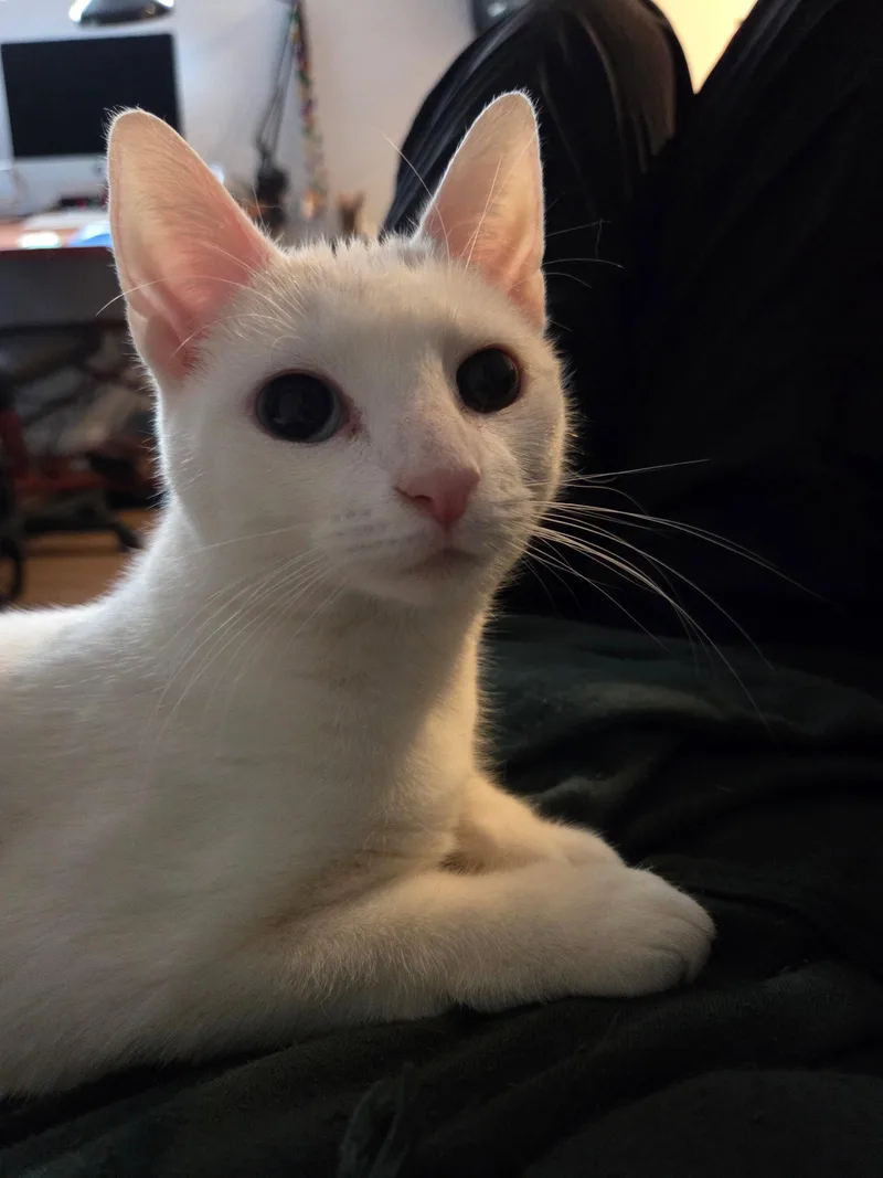 A young medium-sized female White Domestic Short Hair cat named Snow for adoption in Rockaway, NJ