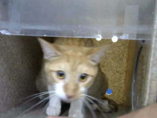 A young large-sized female Domestic Short Hair cat named Sappy for adoption in Albuquerque, NM