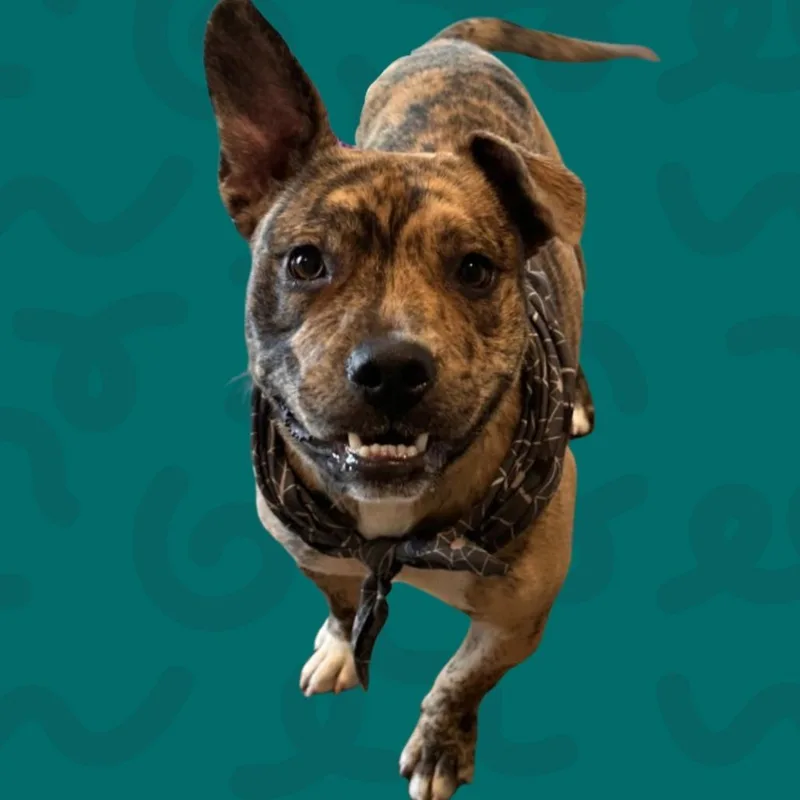 Cletus thumbnail 2