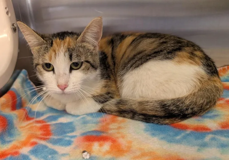 A young medium-sized female Domestic Short Hair cat named Butterscotch for adoption in Havre, MT