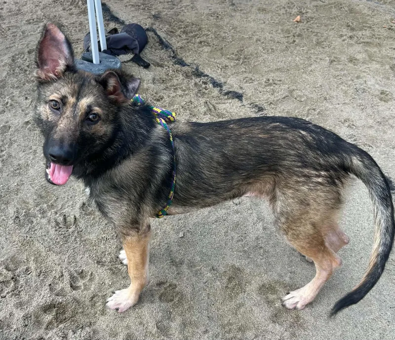 A young medium-sized female German Shepherd Dog dog named Nerissa for adoption in Salinas, CA