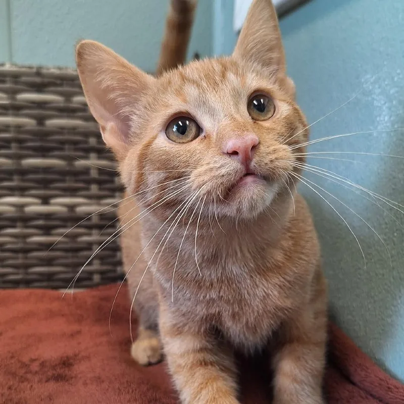 A baby small-sized male Orange / Red Domestic Short Hair cat named Caramel for adoption in Attica, NY
