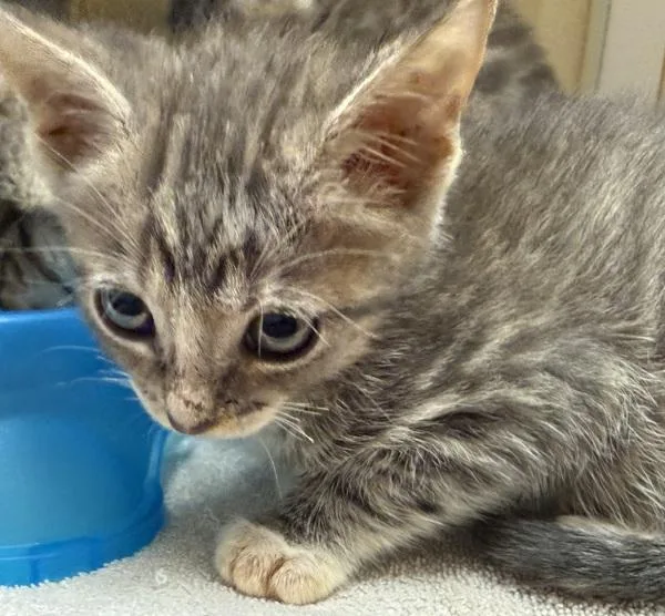 A baby small-sized female Domestic Short Hair cat named Hazel for adoption in Salisbury, MD