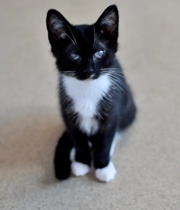 A young medium-sized male Black & White / Tuxedo Domestic Short Hair cat named Tex for adoption in Marietta, GA