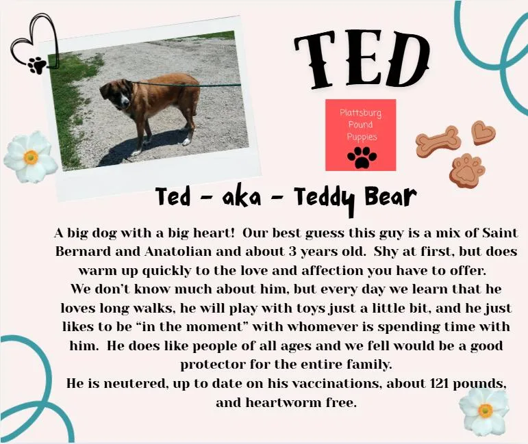 Ted thumbnail 4