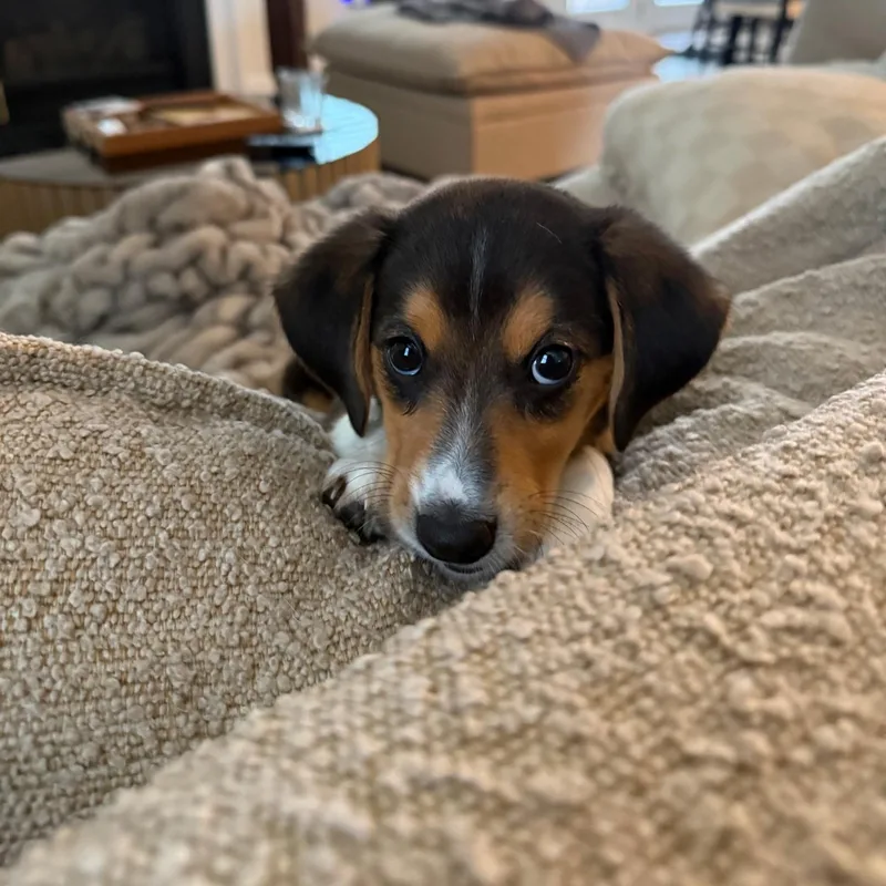 Lala