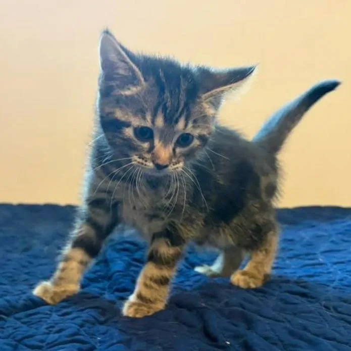 A baby small-sized female Domestic Short Hair cat named Enola for adoption in Muncie, IN