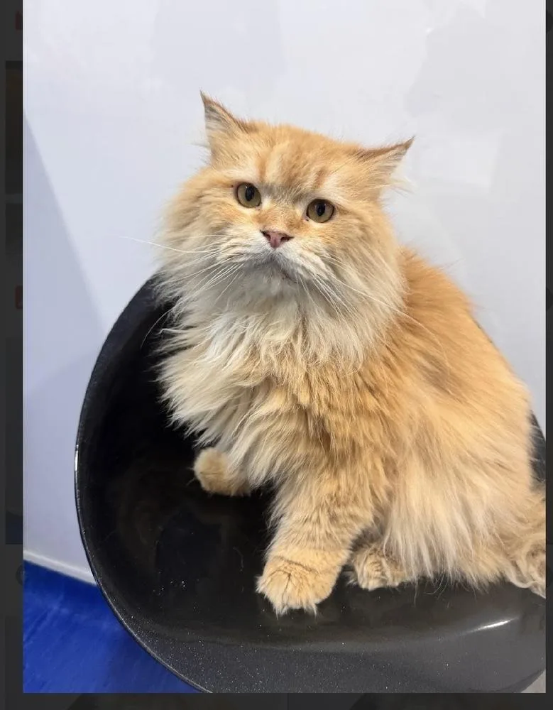 An adult large-sized male Persian cat named Mango Puff for adoption in Randolph, MA