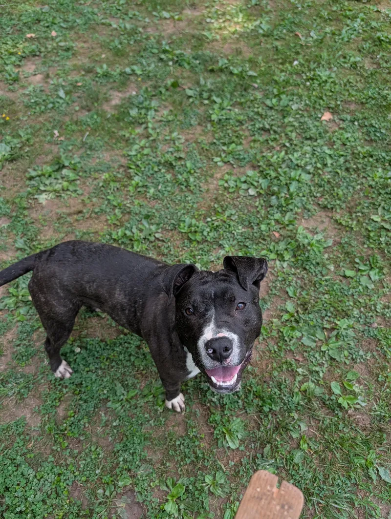 An adult medium-sized male Black Mixed Breed dog named Queso for adoption in Reisterstown, MD