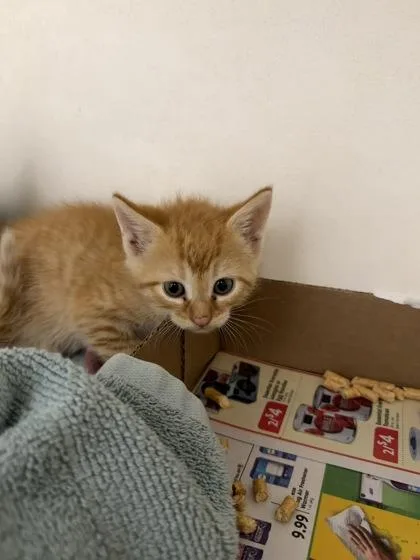 A baby small-sized male Domestic Short Hair cat named Coby for adoption in Manteo, NC