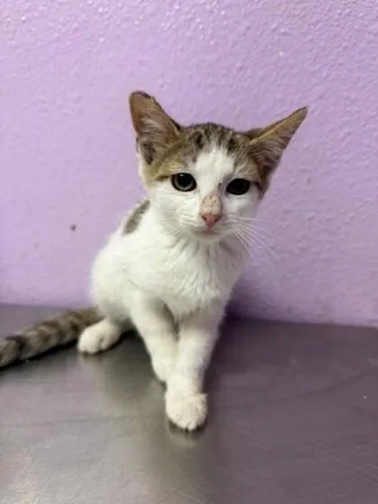 A baby small-sized male Brown / Chocolate Domestic Short Hair cat named Rainer for adoption in El Paso, TX