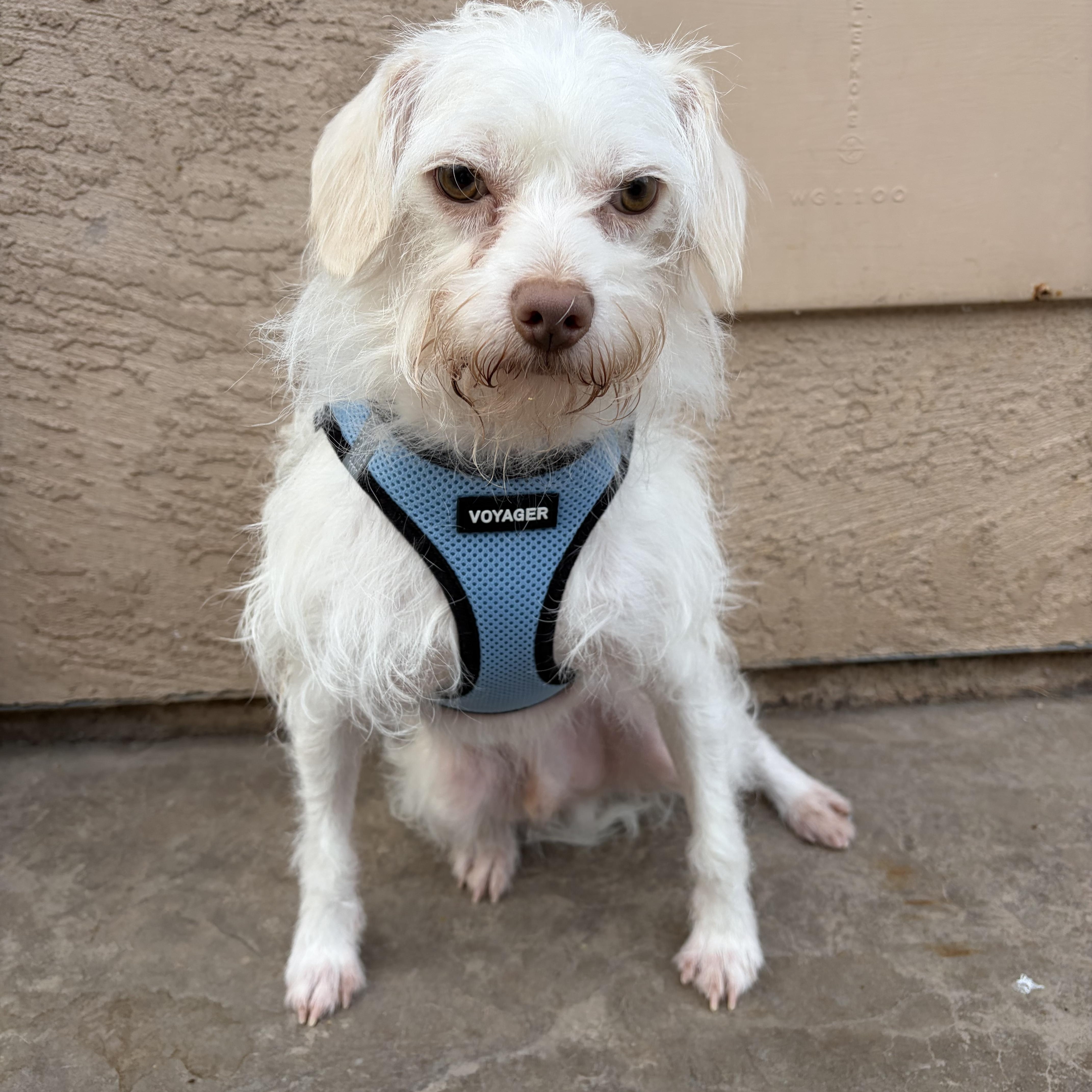 A young small-sized male White / Cream Maltese dog named Sunny for adoption in Poway, CA