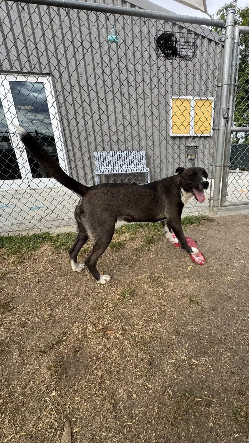 A young large-sized female Labrador Retriever dog named Selina for adoption in San Diego, CA