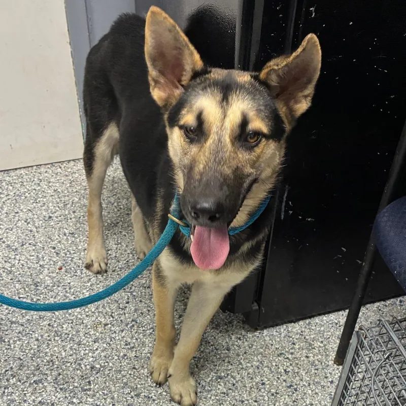 A young medium-sized male Brown / Chocolate German Shepherd Dog dog named Dexter for adoption in Birmingham, AL
