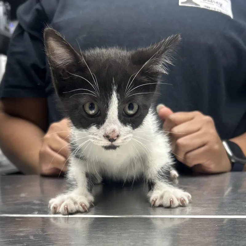 A baby small-sized female Domestic Short Hair cat named Mordecai for adoption in Decatur, GA