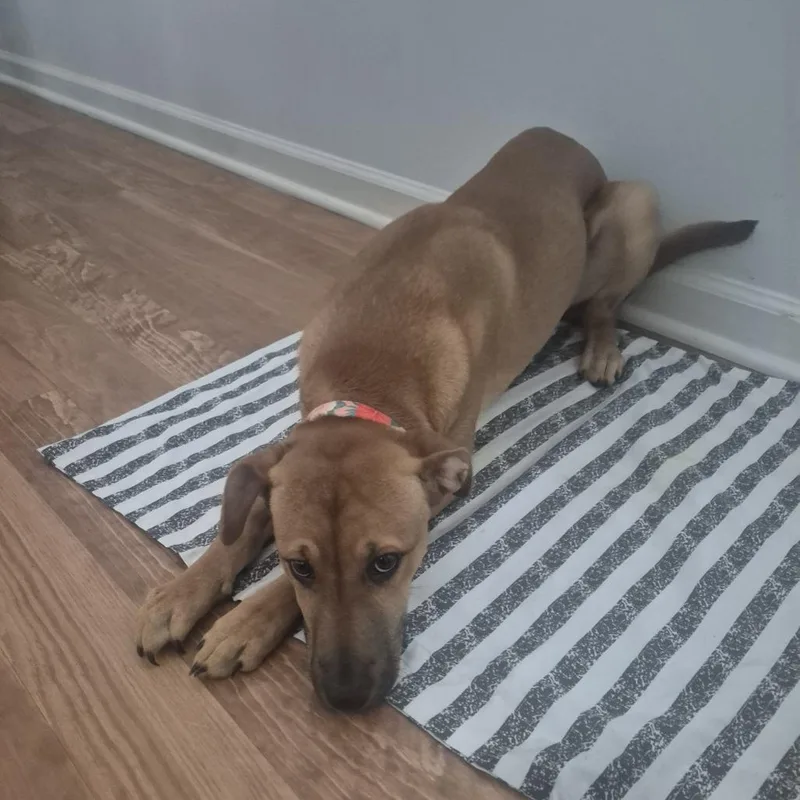 A young medium-sized female Yellow / Tan / Blond / Fawn Mixed Breed dog named Nala for adoption in Greensboro, NC