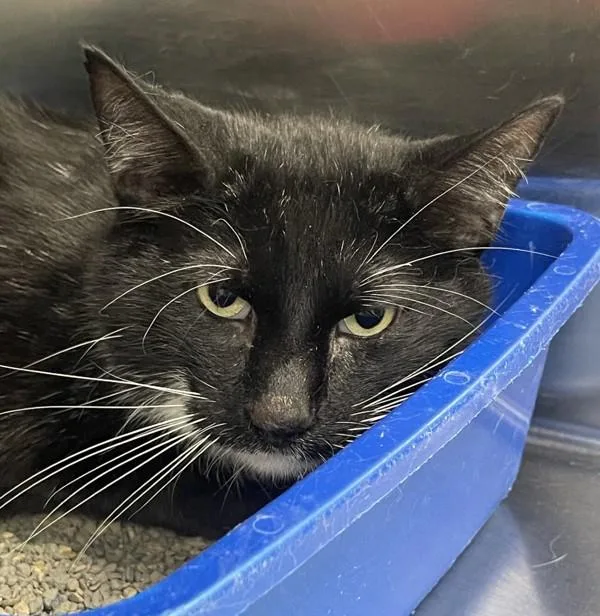 An adult medium-sized male Domestic Short Hair cat named Howard for adoption in Golden, CO