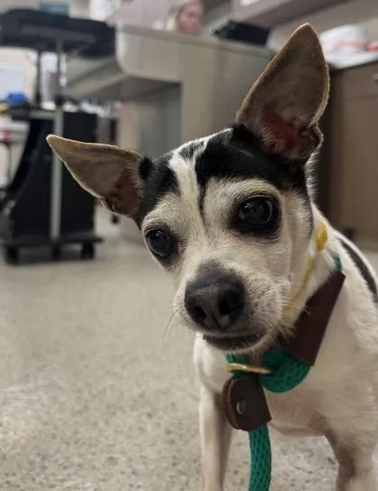 An adult small-sized male Chihuahua dog named Pablo for adoption in Fishers, IN