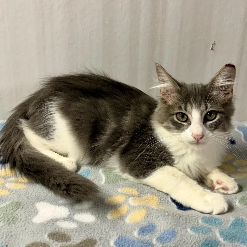 A baby small-sized male Gray & White Domestic Medium Hair cat named Georgie for adoption in Panama City Beach, FL