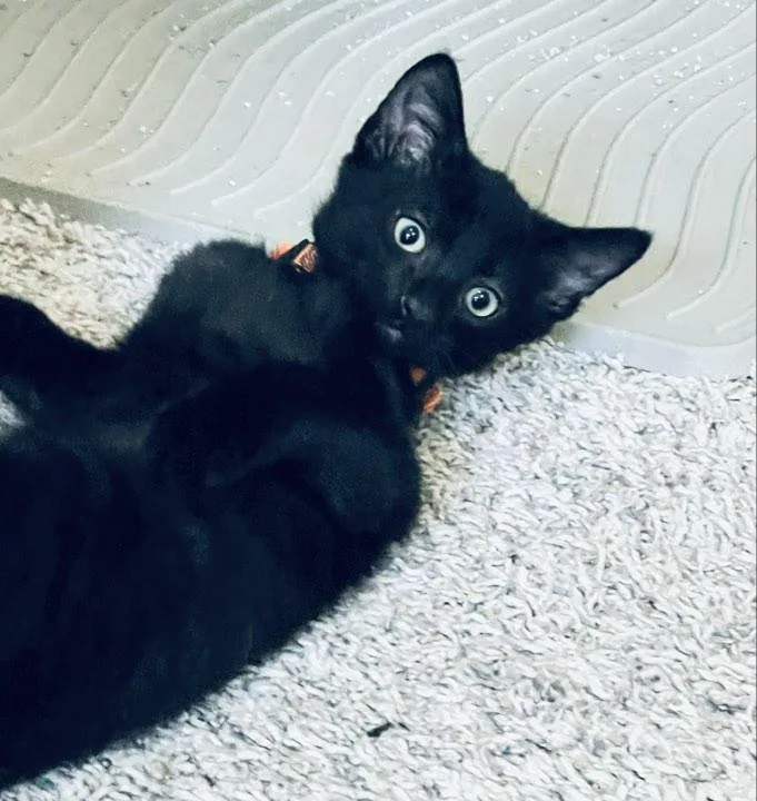 A baby small-sized male Black Domestic Short Hair cat named Jinx for adoption in Indianapolis, IN