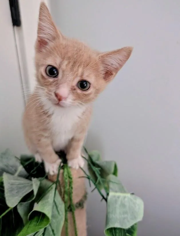 A baby medium-sized female Domestic Short Hair cat named Gumdrop for adoption in Youngsville, NC