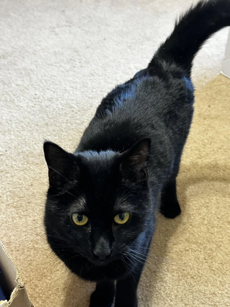 An adult medium-sized female Black Bombay cat named Teonni for adoption in Georgetown, KY