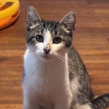 A baby small-sized female Tabby (Gray / Blue / Silver) Siamese cat named Pink for adoption in Knoxville, TN