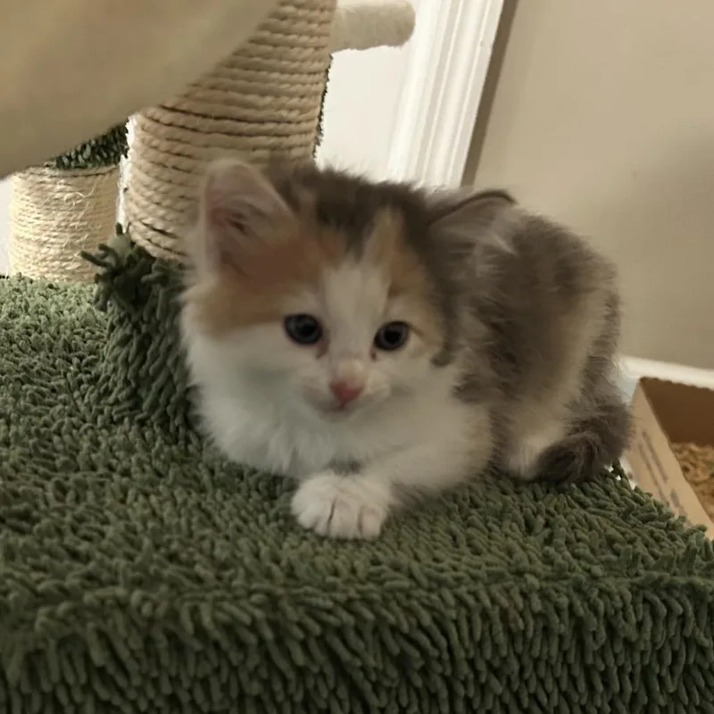 A baby small-sized female Calico Domestic Short Hair cat named Flower for adoption in Chattanooga, TN