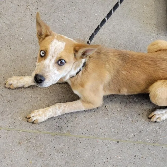A baby medium-sized male Yellow / Tan / Blond / Fawn Mixed Breed dog named Popcorn for adoption in Las Cruces, NM