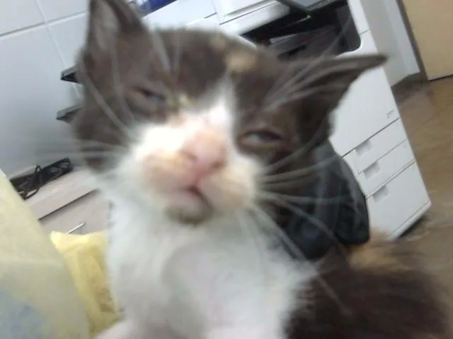 A baby medium-sized female Domestic Long Hair cat named Ginger for adoption in Dallas, TX