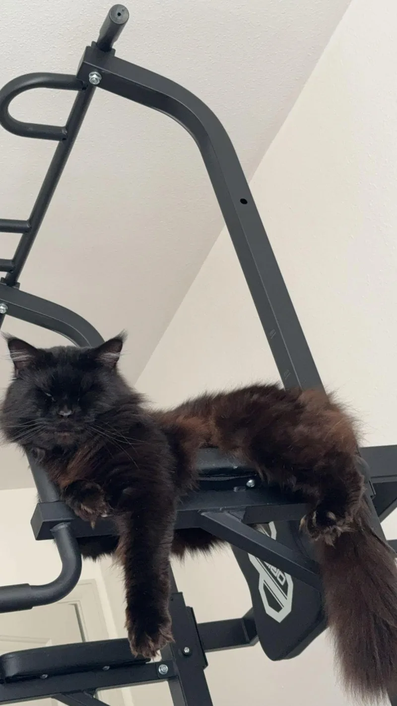 An adult extra large-sized male Maine Coon cat named Jaguar & Tigger for adoption in Ardsley, NY