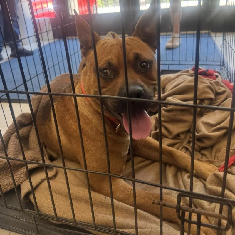 An adult medium-sized male Yellow / Tan / Blond / Fawn Mixed Breed dog named Beans for adoption in Red House, WV