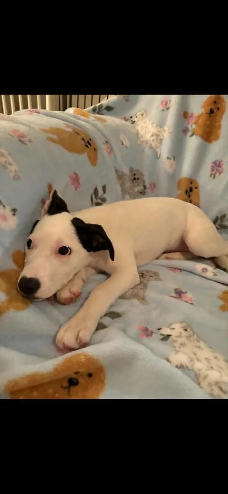 A baby medium-sized female White / Cream Labrador Retriever dog named Yeti for adoption in Gillsville, GA