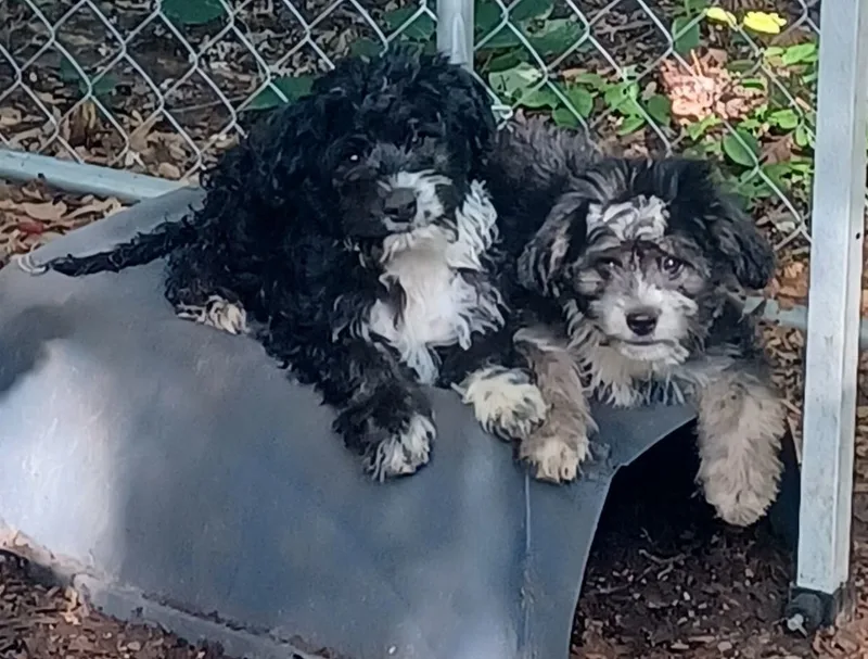 Jumpin Jax thumbnail 3