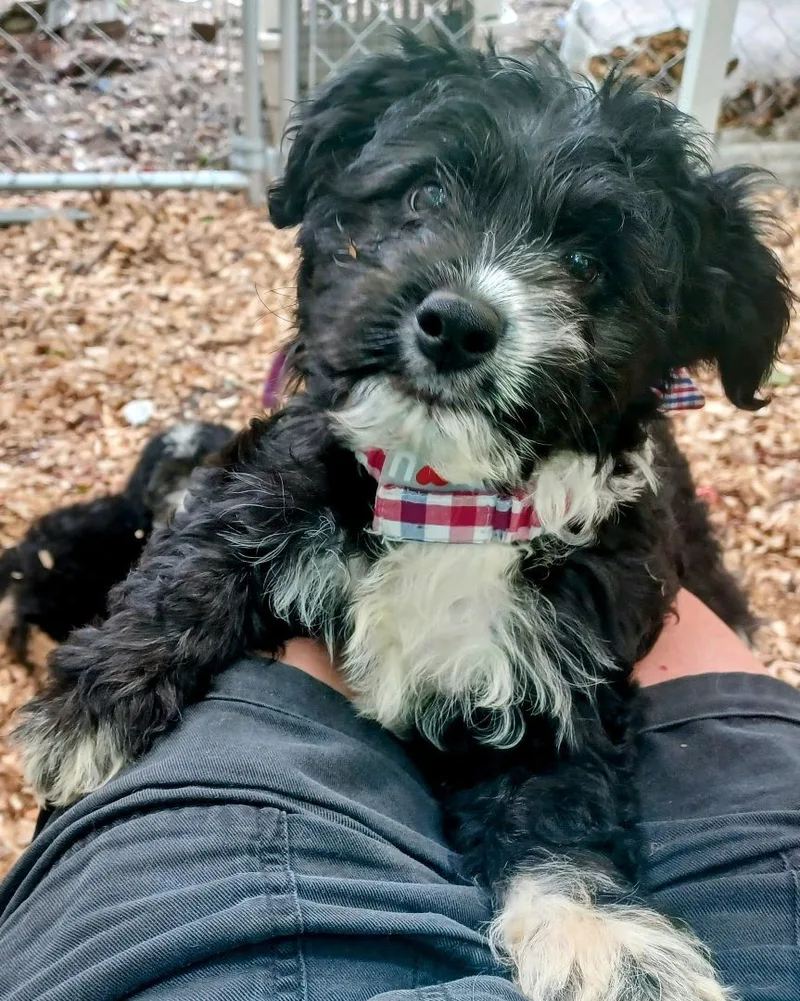 Jumpin Jax thumbnail 4