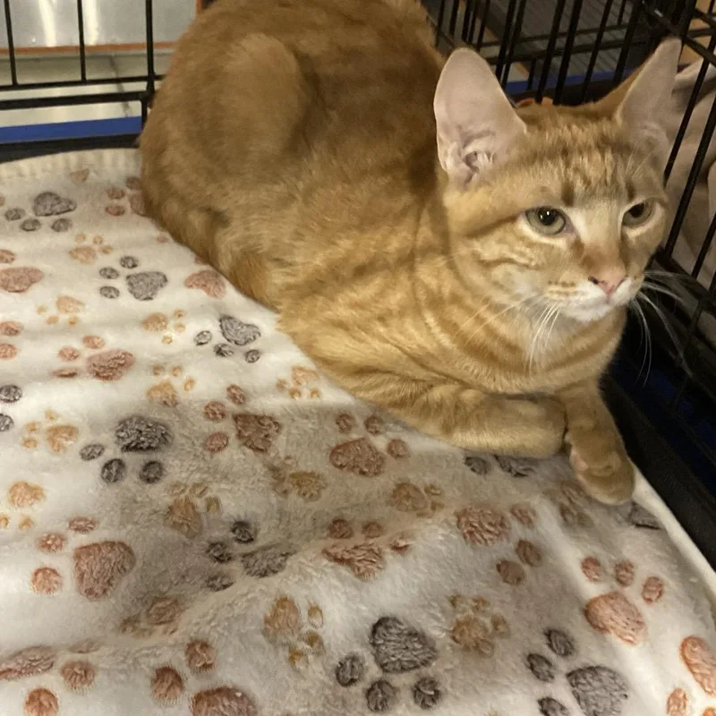 A baby small-sized male Orange / Red Domestic Short Hair cat named Tango for adoption in Gonzales, LA
