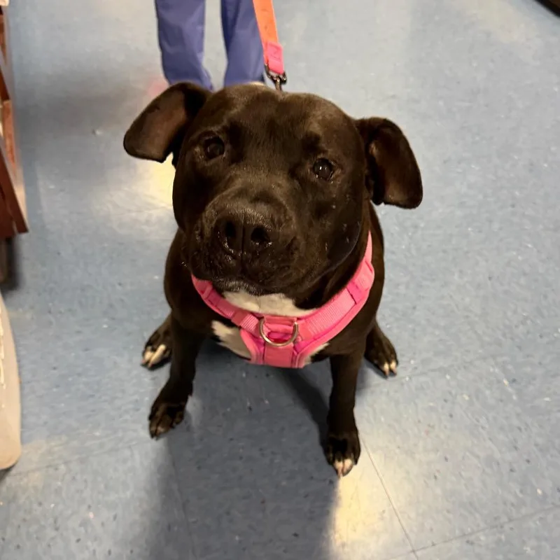 An adult large-sized male Black Mixed Breed dog named Spooky for adoption in Gainesville, FL