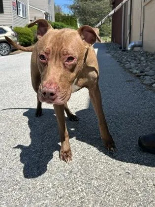 An adult medium-sized female Mixed Breed dog named Siren for adoption in West Chester, PA