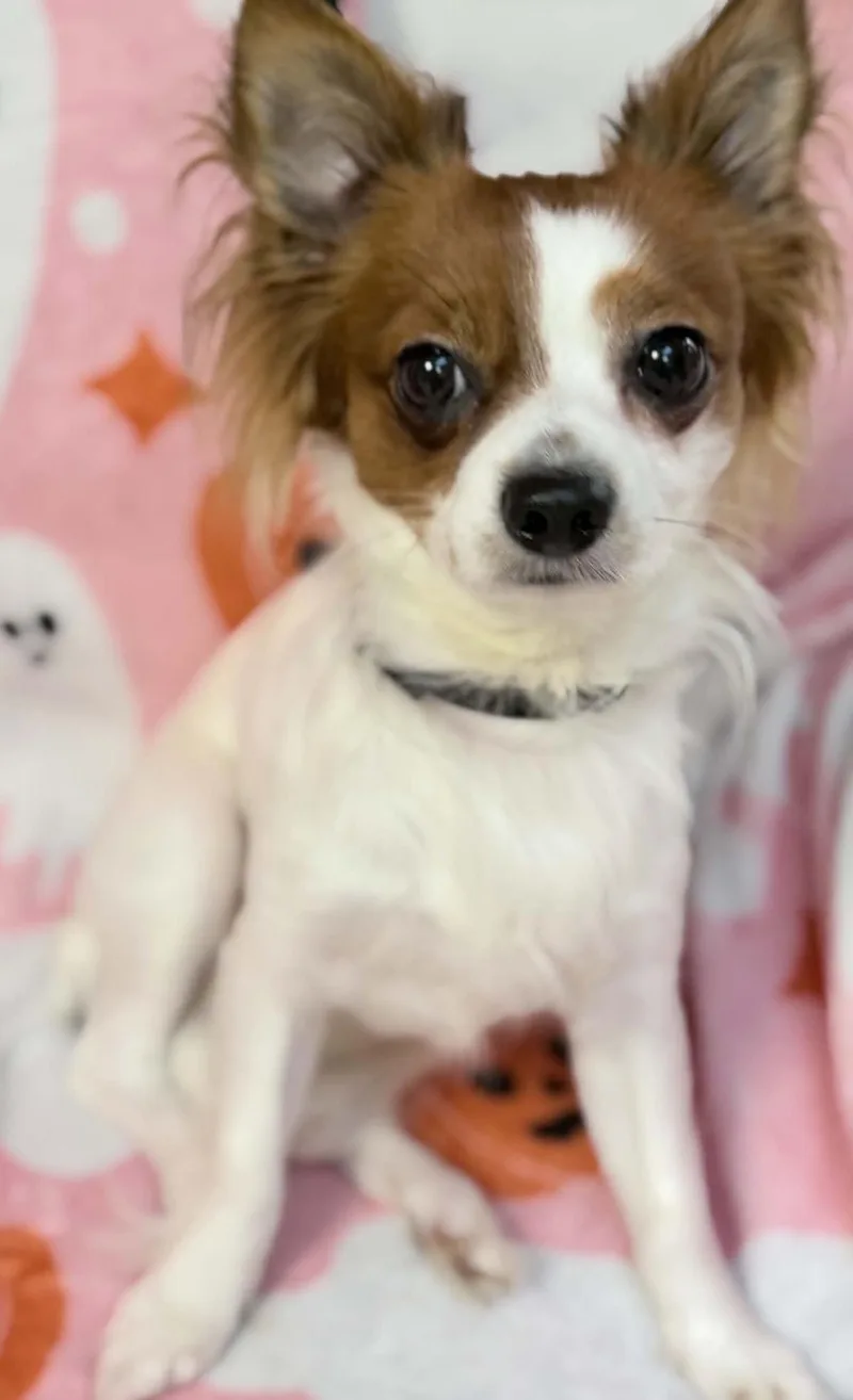 A young small-sized male Chihuahua dog named Leon for adoption in Wapakoneta, OH