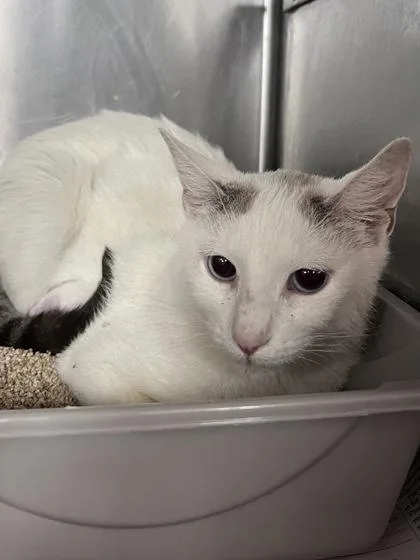 An adult small-sized female Domestic Short Hair cat named Gabriela for adoption in Houston, TX
