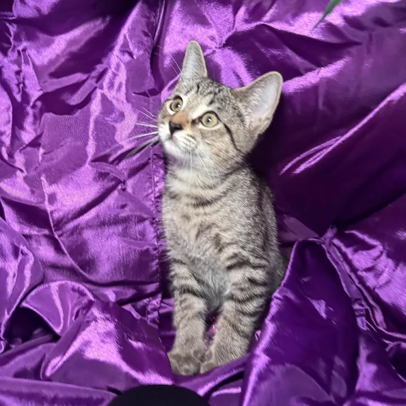 A baby small-sized male Brown / Chocolate Domestic Short Hair cat named Doodle Bug oodle for adoption in Eaton Rapids, MI