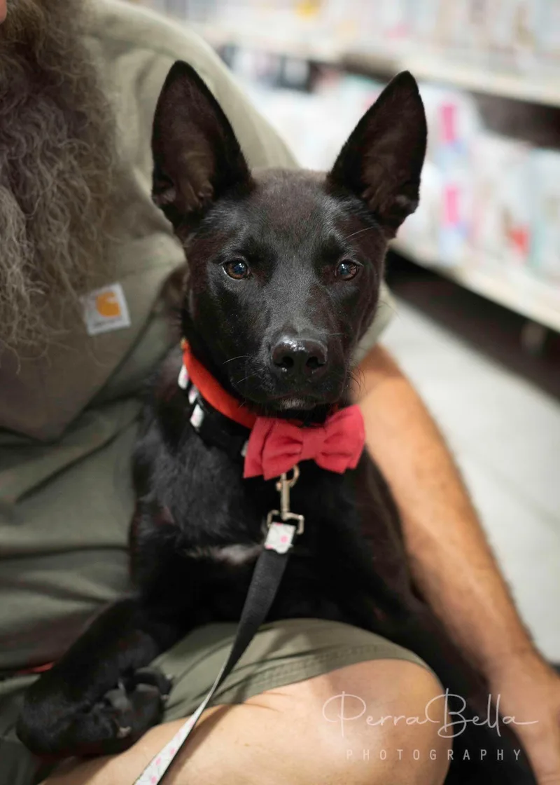 An adult medium-sized female Australian Kelpie dog named Briggs for adoption in West Richland, WA