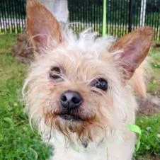 A senior small-sized male Terrier dog named Twizzler for adoption in Philadelphia, PA