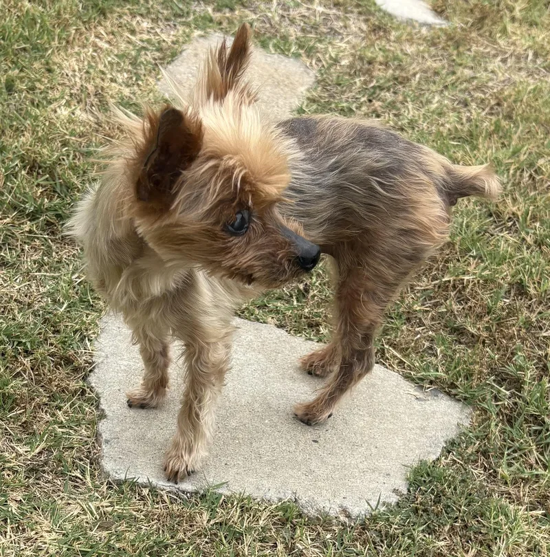 A senior small-sized female Brown / Chocolate Yorkshire Terrier dog named Petunia for adoption in Covina, CA