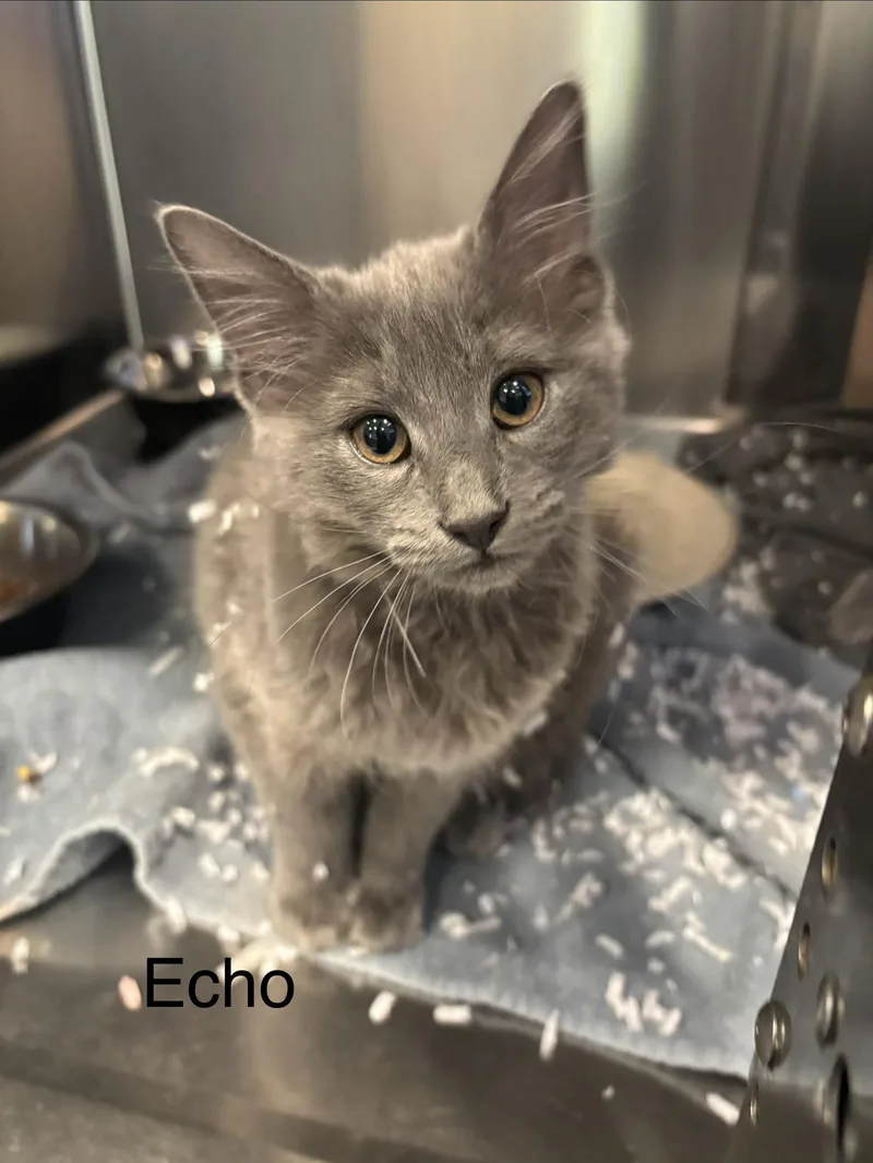 A young small-sized female Domestic Medium Hair cat named Echo for adoption in Topsham, ME