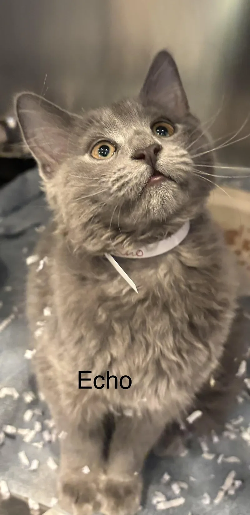 Echo thumbnail 2